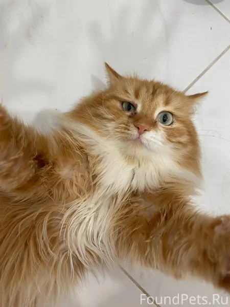 Найден кот, отдам в добрые рук...