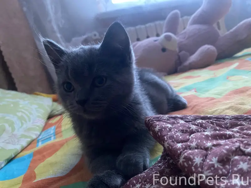 Пропал кот,переулок черняховск...