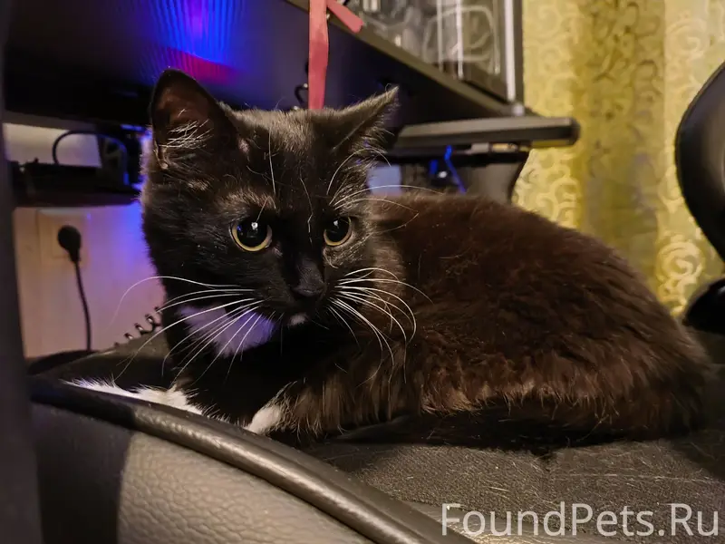 Здравствуйте! Найдена кошечка,...