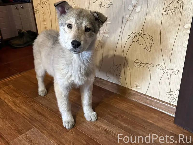 Щенок мальчик был найден в дер...