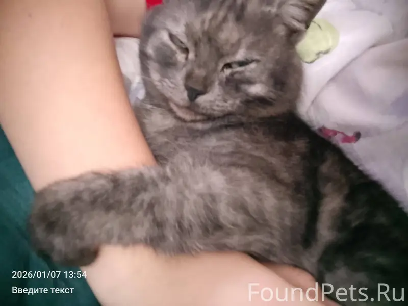 ПРОПАЛ КОТ‼️‼️ Откликается на ...