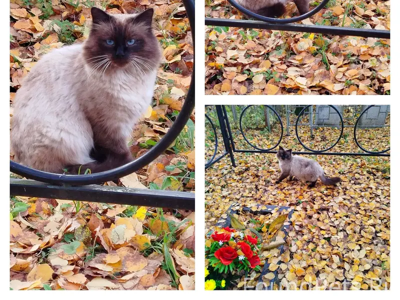 ‼️‼️‼️г. Череповец. Котик проп...