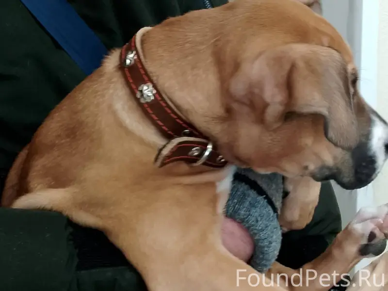 Найден щенок в районе Л.Голень...