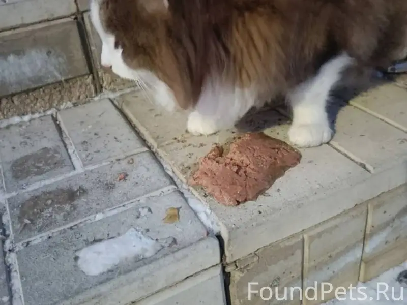 Мичуринск! Найдена кошка! Пожа...