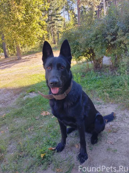 Пропала собака. Восточно - евр...