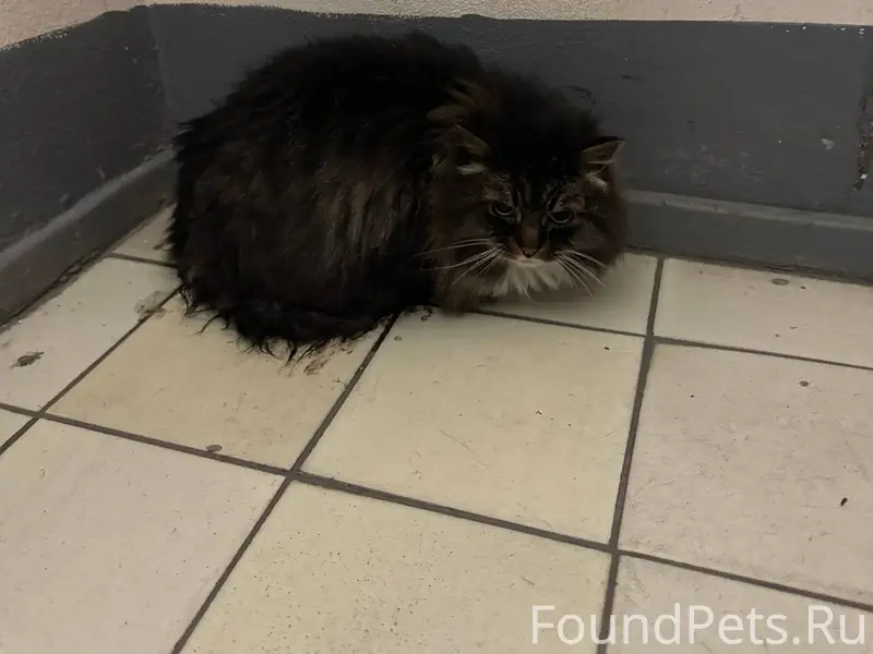 ЗАМЕЧЕНА Кошка найдена сегодня...