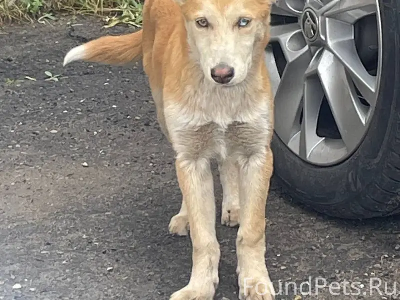 Пропала собака 14.01. В районе...
