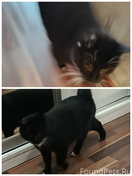 Полоцк. Найдена кошка, живёт в...