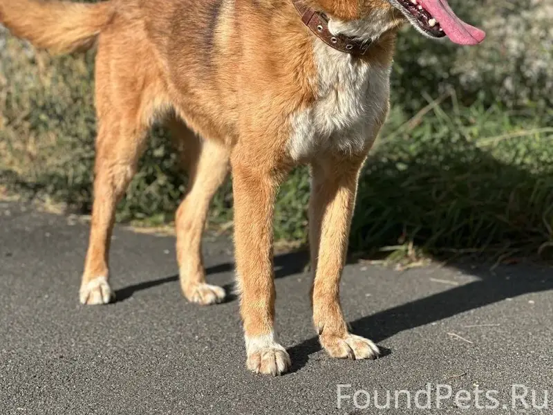 🆘!!!ПОИСК ГЕКТОРА ПРОДОЛЖАЕТСЯ...