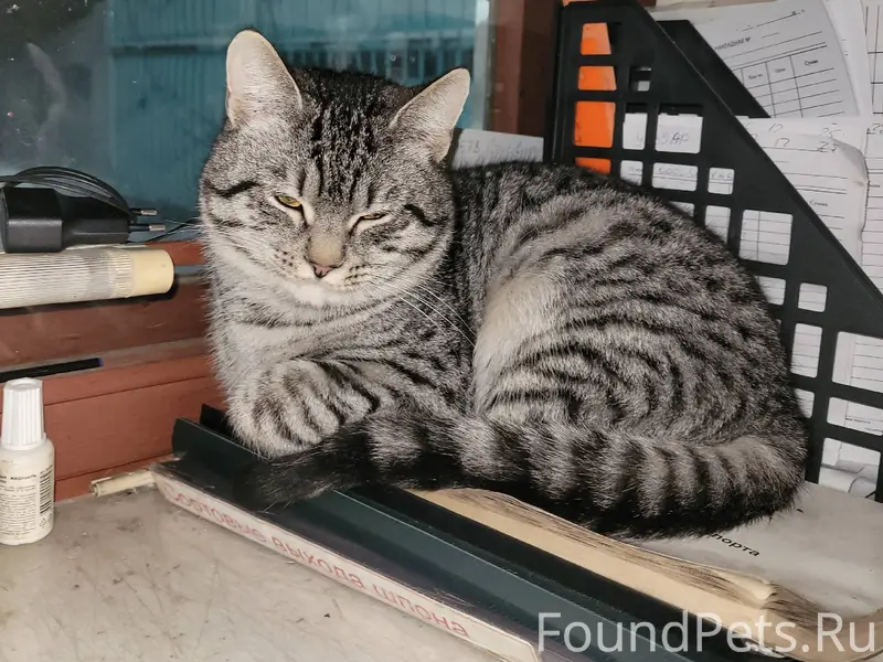 Добрый вечер!Пропал кот Васька...