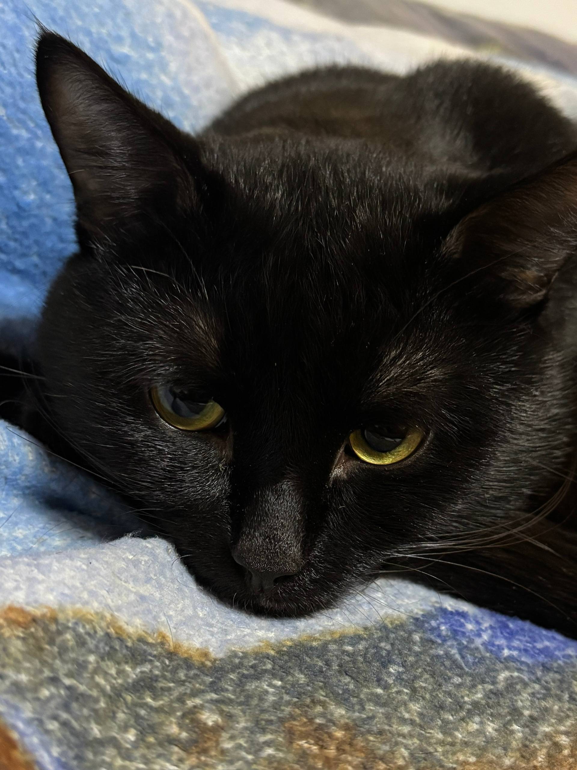 Пропал черный кот, по Улице Ле...