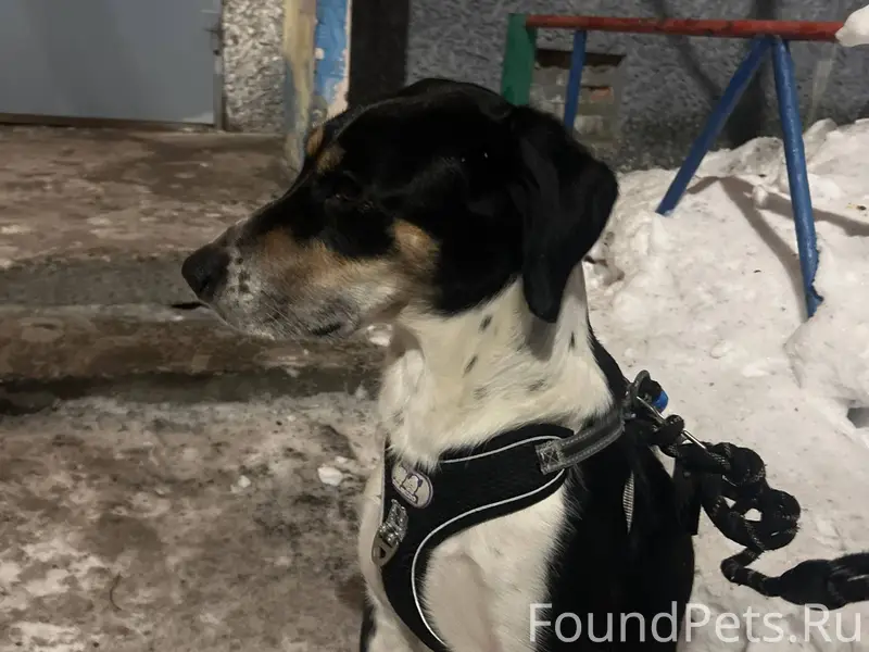 Мурманск. Чья собака? https://...