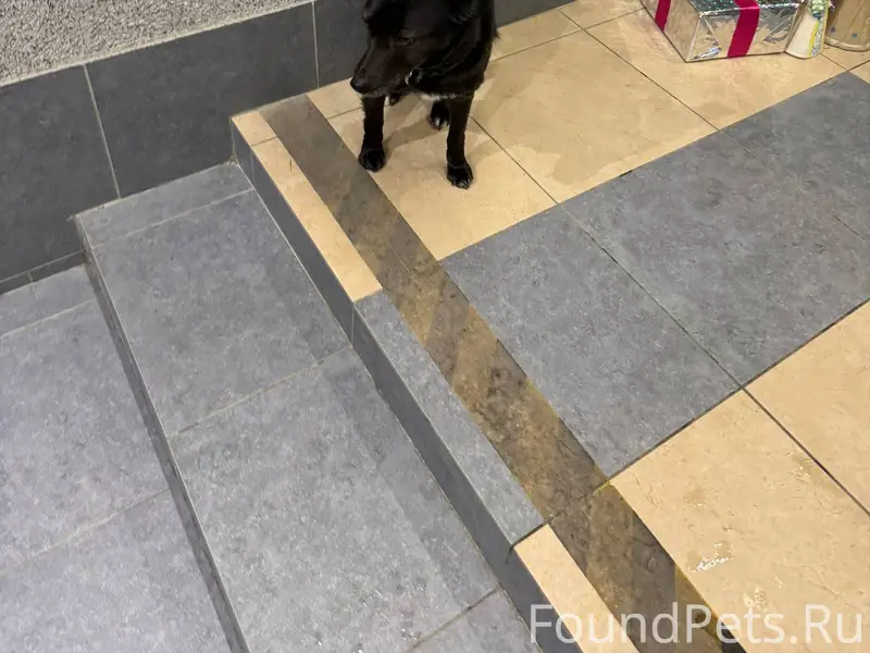 Здравствуйте, потерялась собак...