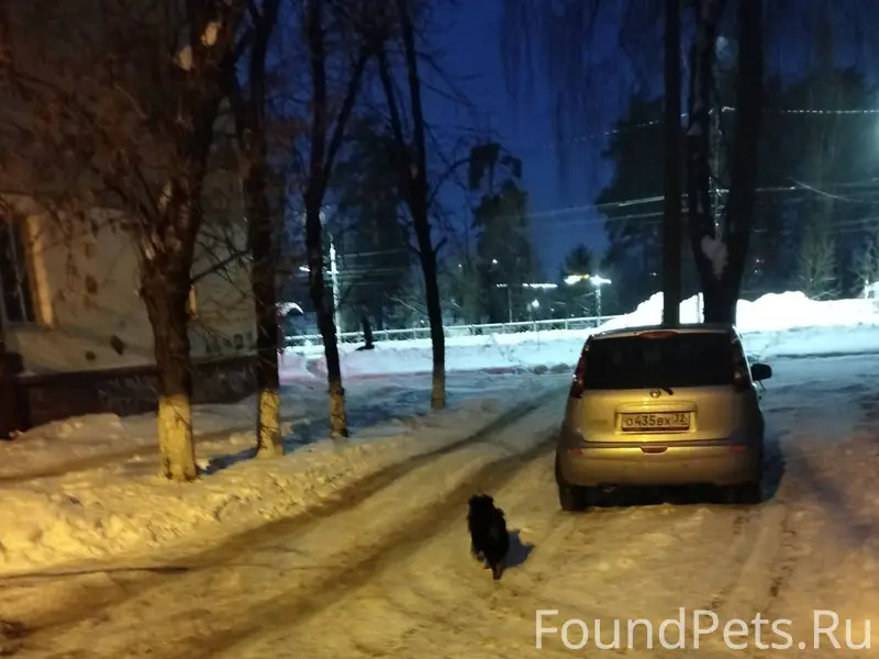 Видели собаку. Здравствуйте! М...