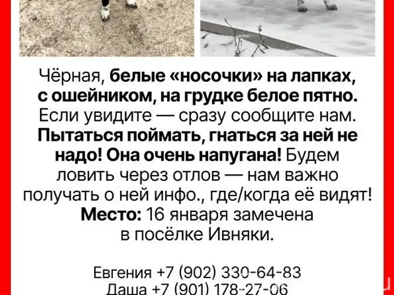 ПРОПАЛА СОБАКА Чёрная собака с...