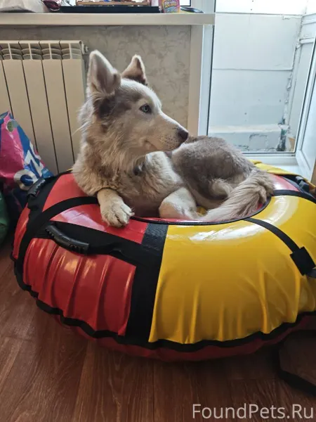 ПОМОГИТЕ СПАСТИ СОБАКУ! Нужено...