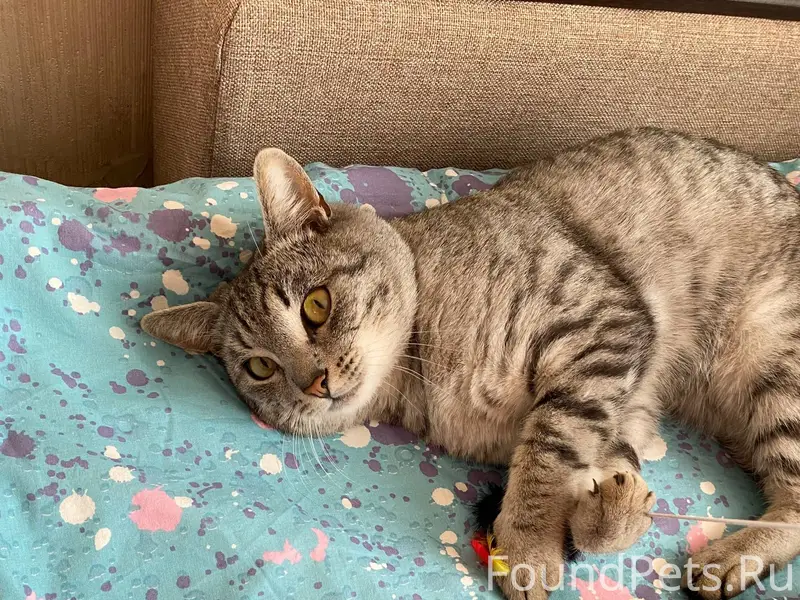 Пропал кот, ушел 15.01 и...