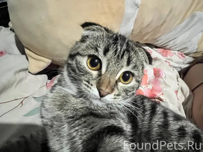 ❗Пропала вислоухая кошка . Про...