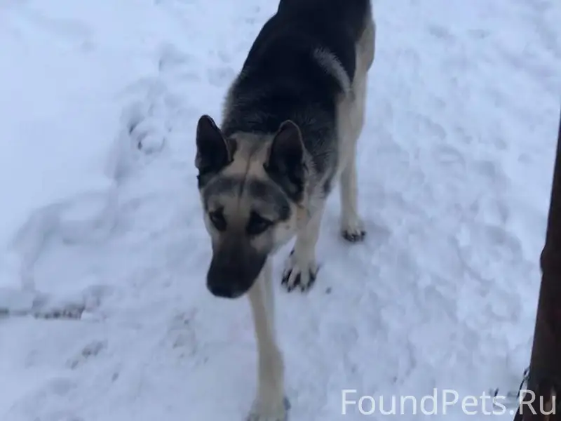 Найдена собака в районе дачи в...