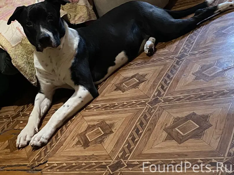 Всех приветствую : пропал песи...