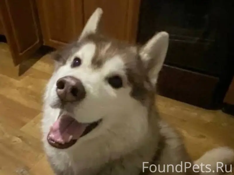 Добрый вечер! Пропала собака в...