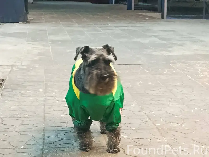 Люди, кто потерял собаку? Бега...