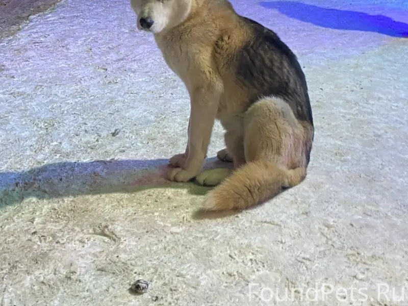 Просто крик души! 🆘Алексеевцы,...