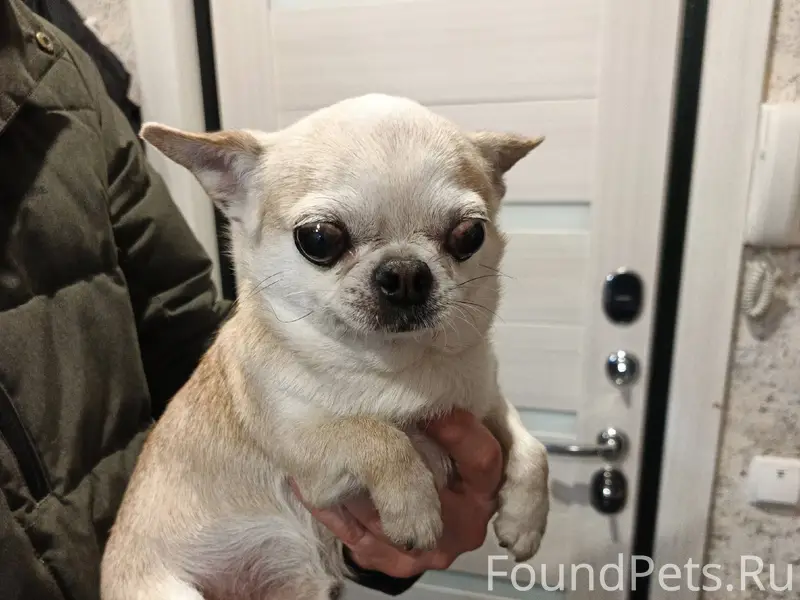 Найдена собака в районе перекр...