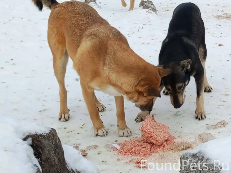 1 января пропали три собаки, в...