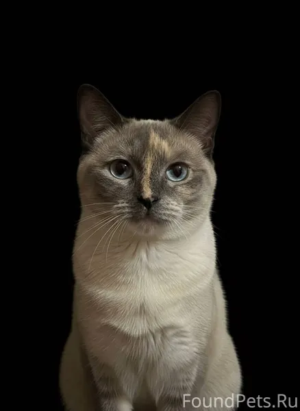 Пропала кошка около дома Циолк...