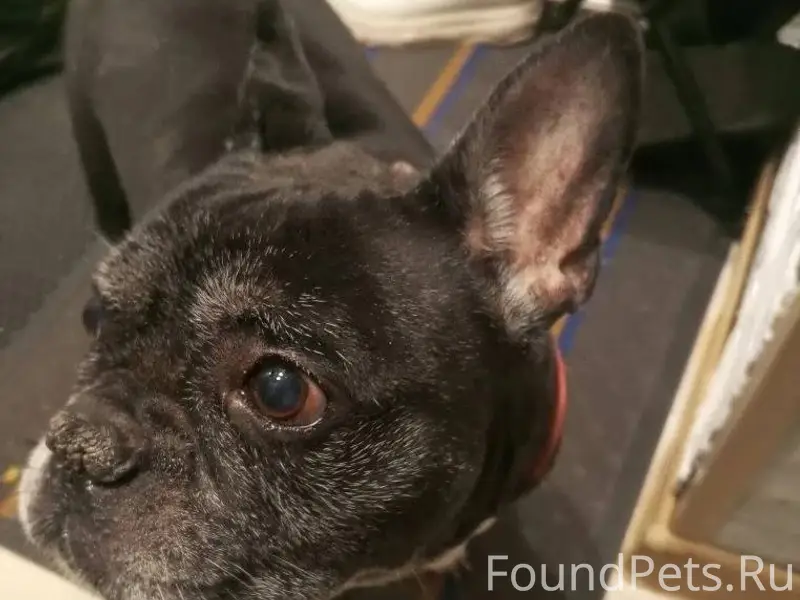 Найдена собака в районе магази...