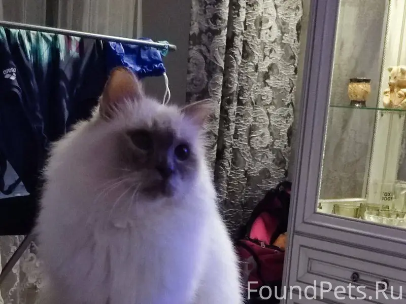 Пропал кот Грей, крупный, пуши...