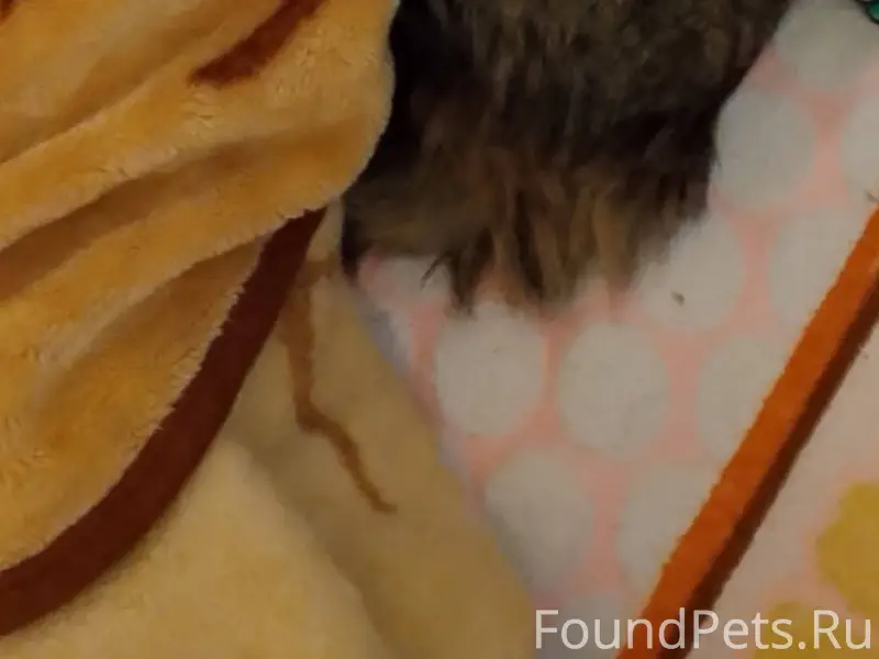 Пропал кот Барсик по улице Сед...