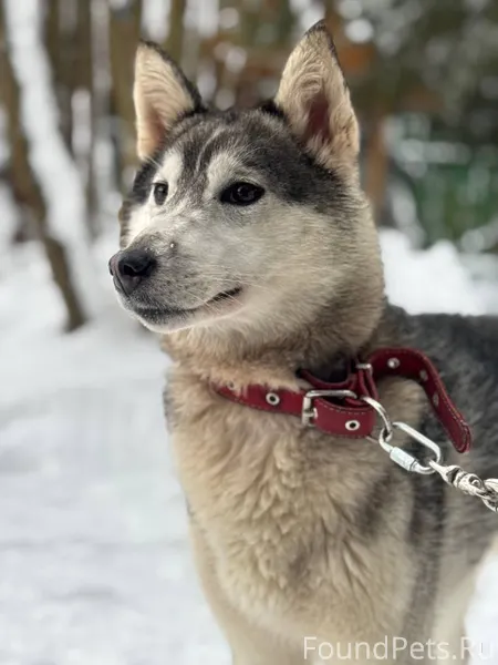 Сергиев Посад. Пропала собака!...