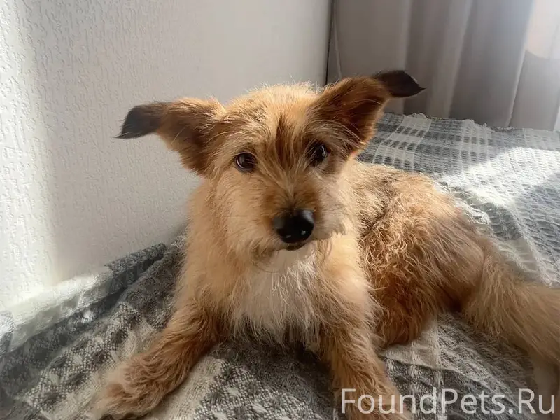 ПОТЕРЯЛАСЬ СОБАКА приблизитель...