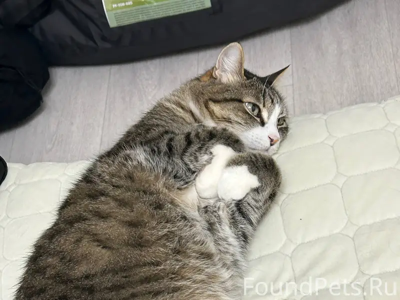 На Матросова 35 пропал кот, от...