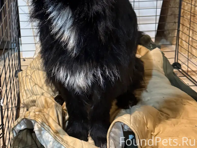 Найдена собака: Сегодня (18.01...