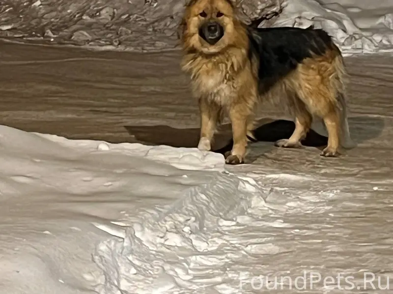 Кто потерял собаку? Убежала в ...