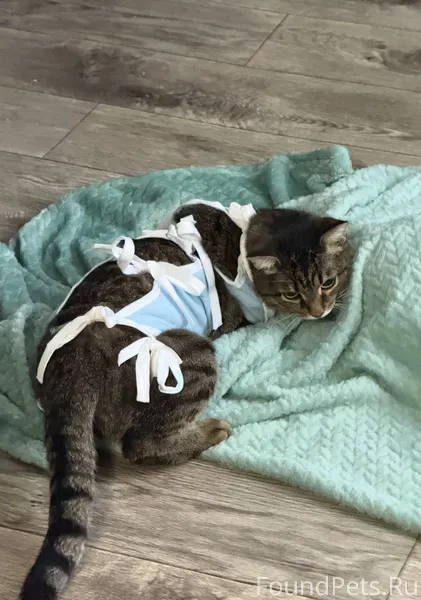 Карпинск Пропала кошка 1,5 год...