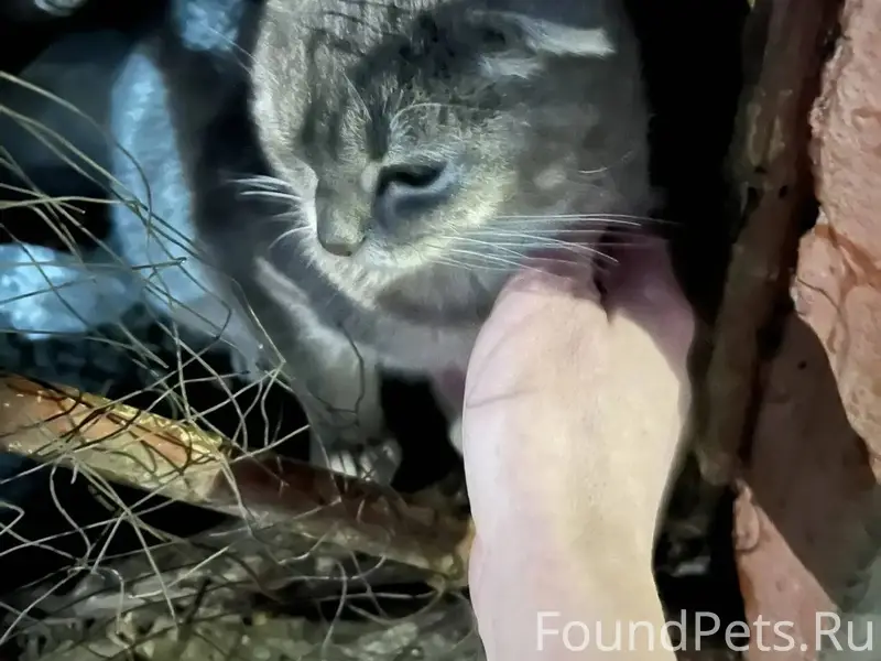 Серпухов. Найдена кошка, район...