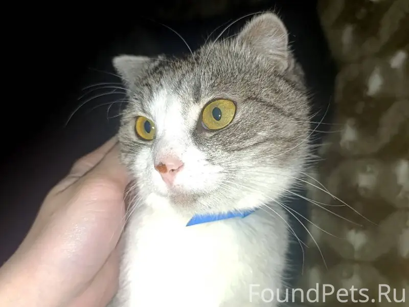 Найдена кошка на Северном, мол...