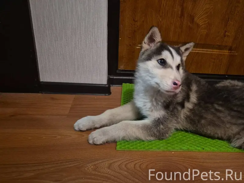 Найден щенок хаски. Без ошейни...