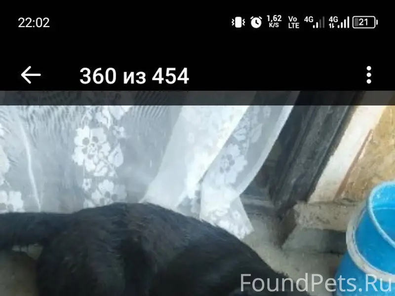 Пропала собака лабрадор мальчи...