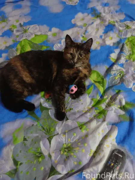 Пропала кошка в районе дома 9....