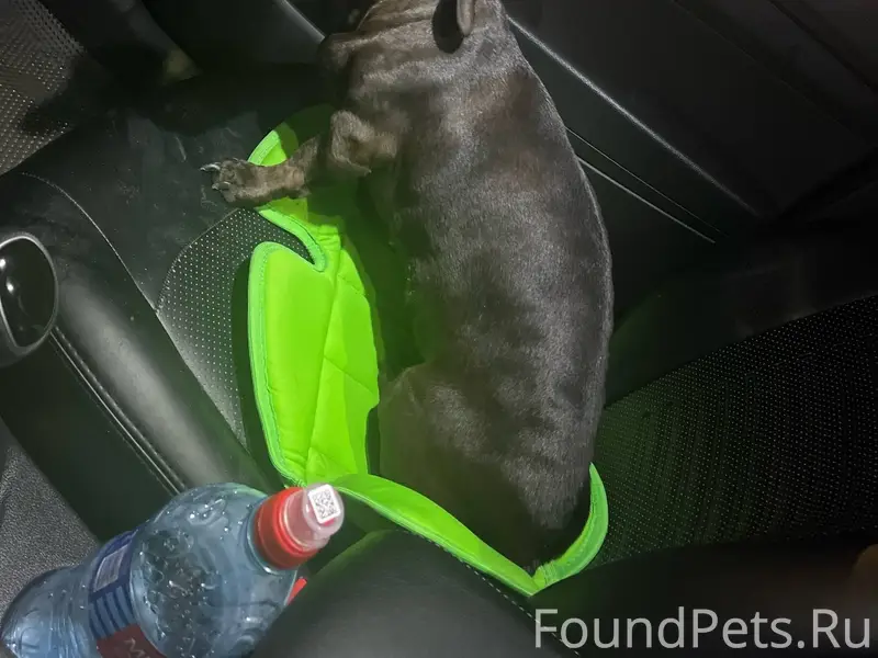 Найдена такса Ломакина 111 Ску...