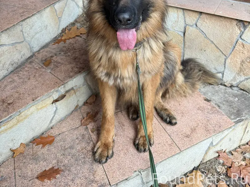 Потерялся пёс выбежал из откры...