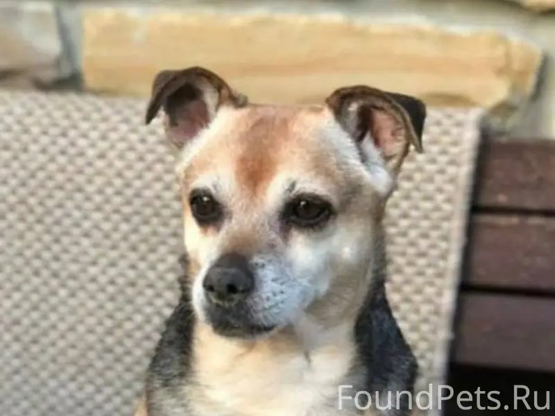 Здравствуйте! Пропала собака п...