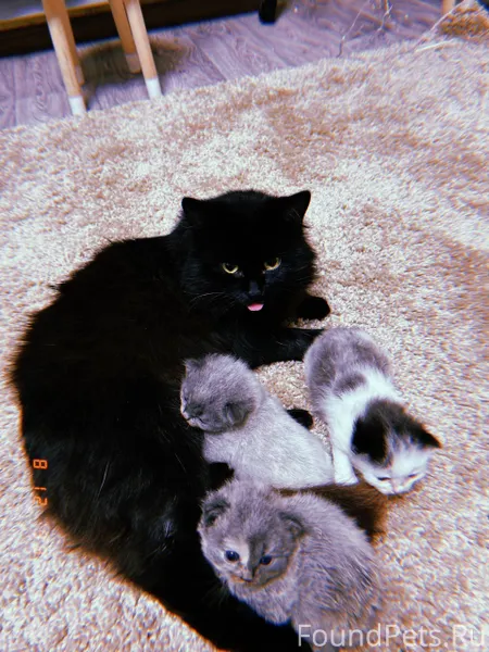 Пропал черный пушистый кот. Вч...