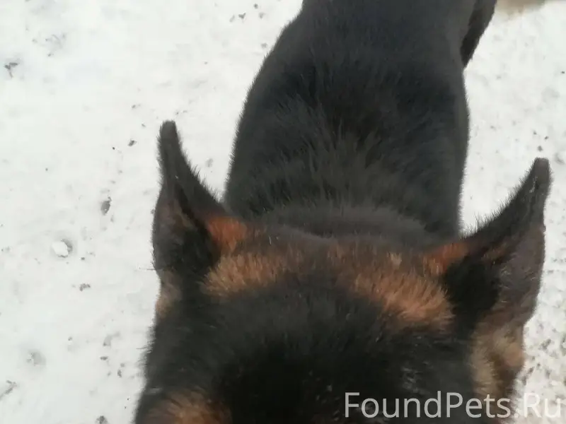 Потерялся пес в районе Мирного...