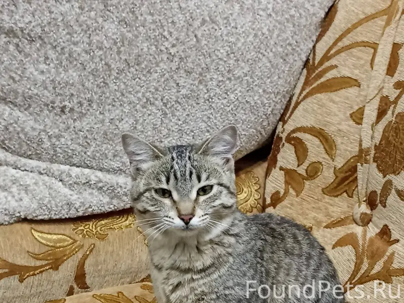 ❗❗Найдена домашняя кошка❗❗ 17 ...